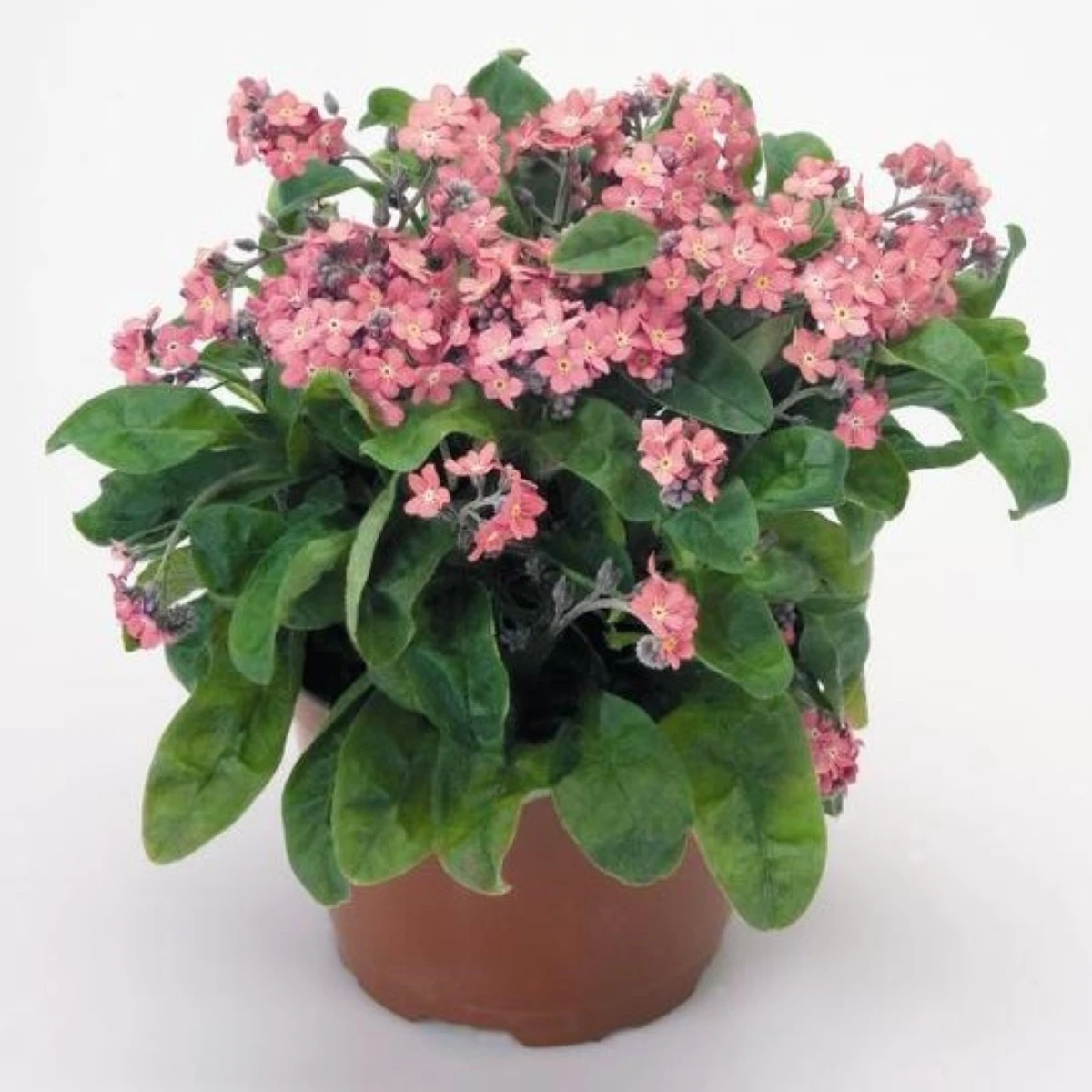 Pomněnka lesní Rosylva - Myosotis sylvatica - semena pomněnky - 60 ks