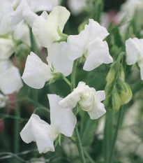 Hrachor Elegance White - Lathyrus odoratus - semena hrachoru - 20 ks