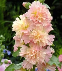 Topolovka růžová Spring Celebrities Apricot - Alcea rosea - semena topolovky - 10 ks