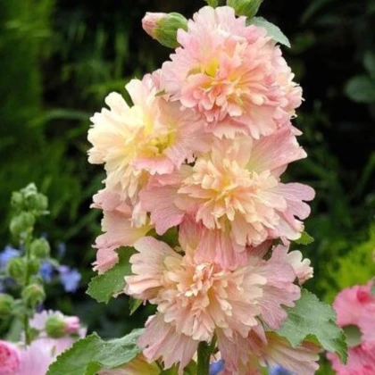 Topolovka růžová Spring Celebrities Apricot - Alcea rosea - semena topolovky - 10 ks