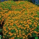 Aksamitník drobnokvětý oranžový - Tagetes tenuifolia - semena aksamitníku - 0,2 g