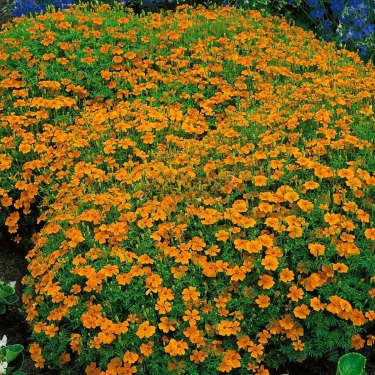 Aksamitník drobnokvětý oranžový - Tagetes tenuifolia - semena aksamitníku - 0,2 g