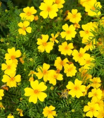 Aksamitník drobnokvětý žlutý - Tagetes tenuifolia - semena aksamitníku - 0,2 g