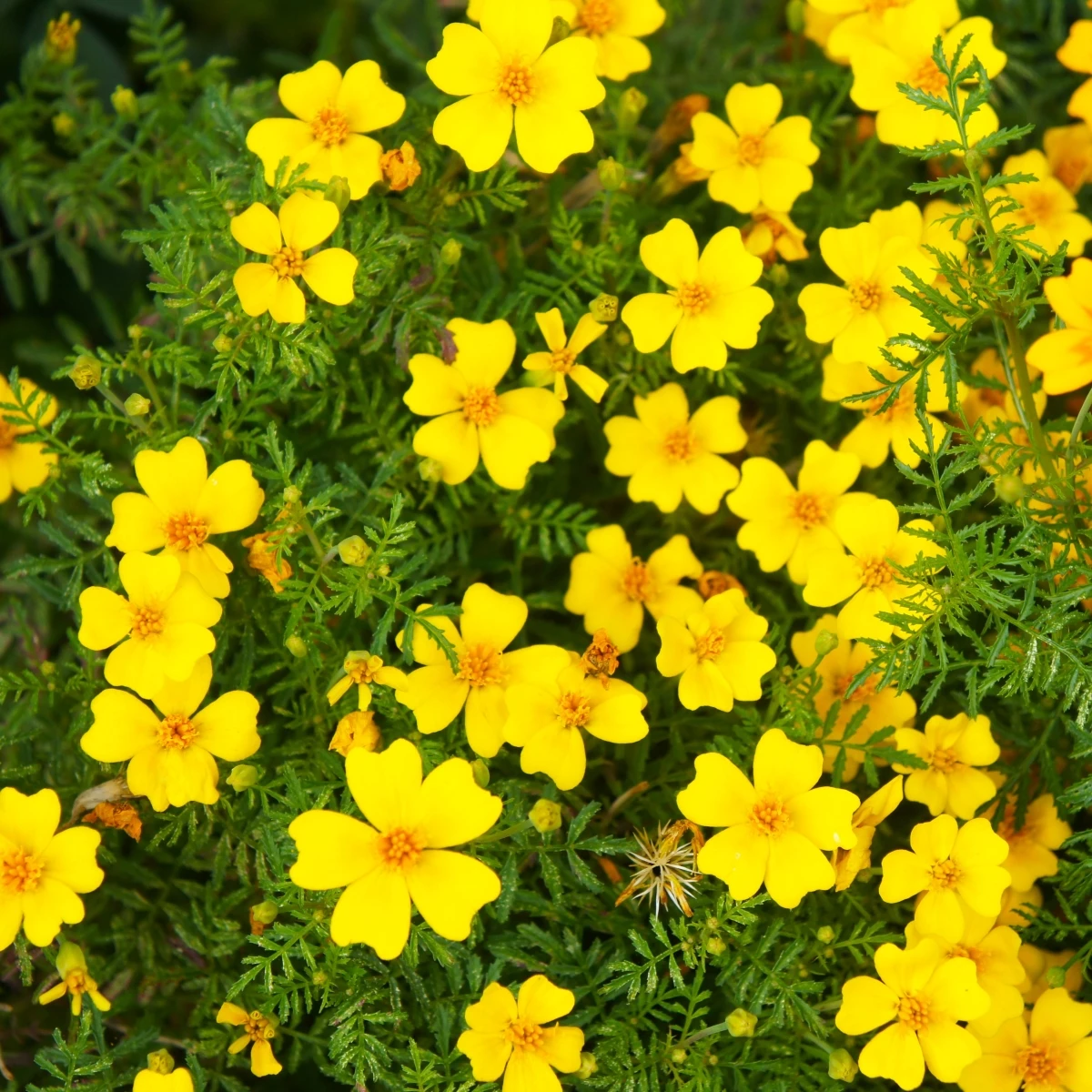 Aksamitník drobnokvětý žlutý - Tagetes tenuifolia - semena aksamitníku - 0,2 g