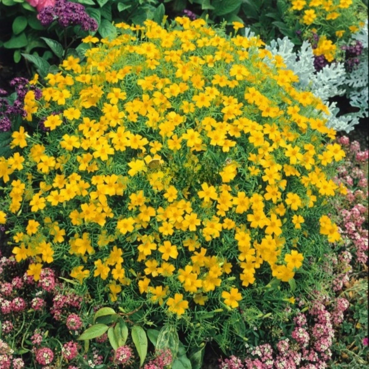 Aksamitník drobnokvětý žlutý - Tagetes tenuifolia - semena aksamitníku - 0,2 g