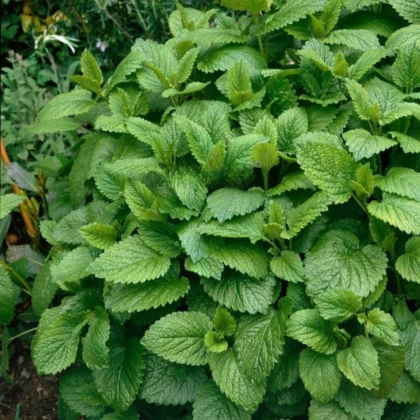 Meduňka Citra - Melissa officinalis - semena meduňky - 100 ks