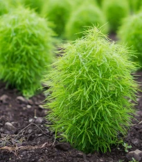 Cypřišek letní Kochie - Kochia scoparia - semena cypřišku - 200 ks