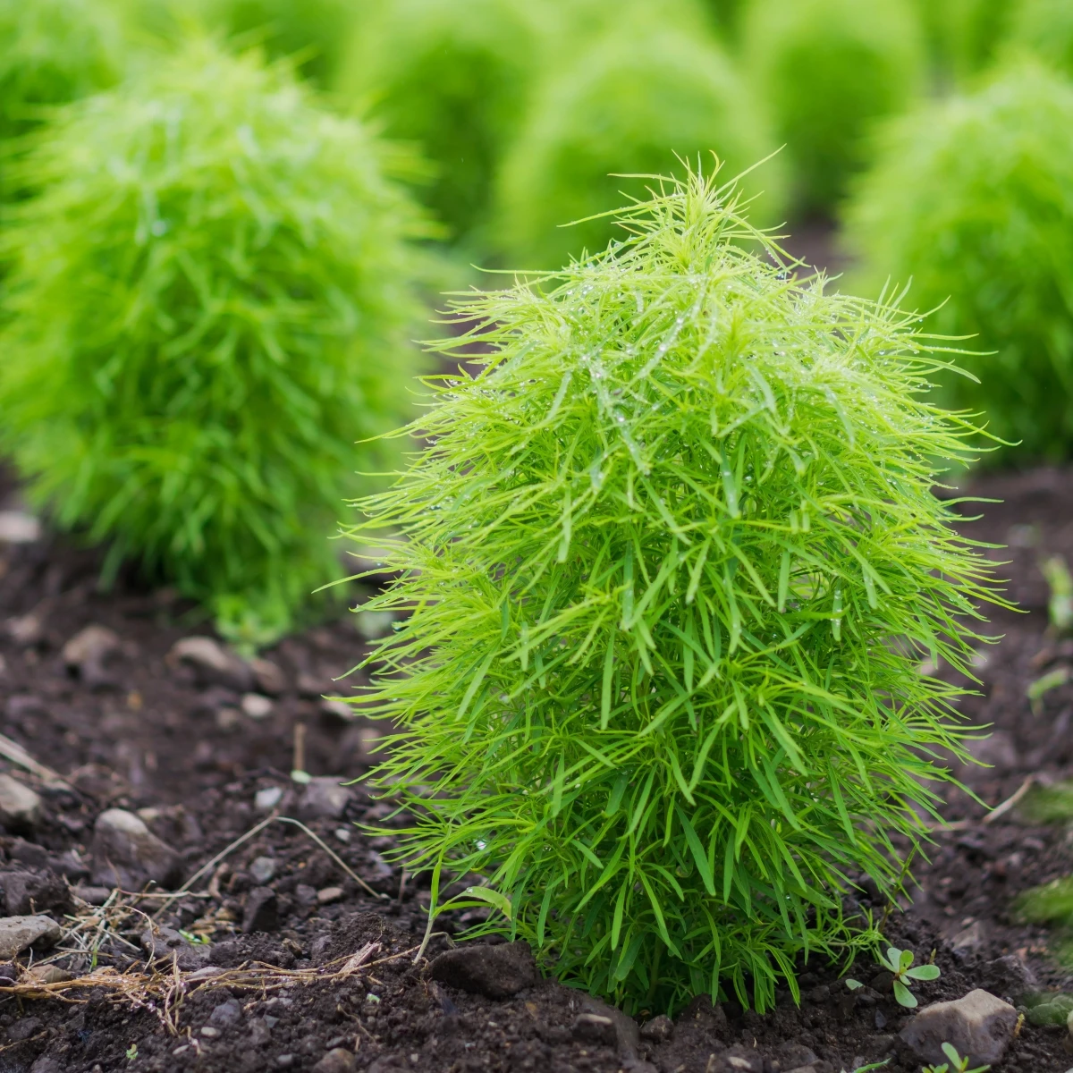 Cypřišek letní Kochie - Kochia scoparia - semena cypřišku - 200 ks