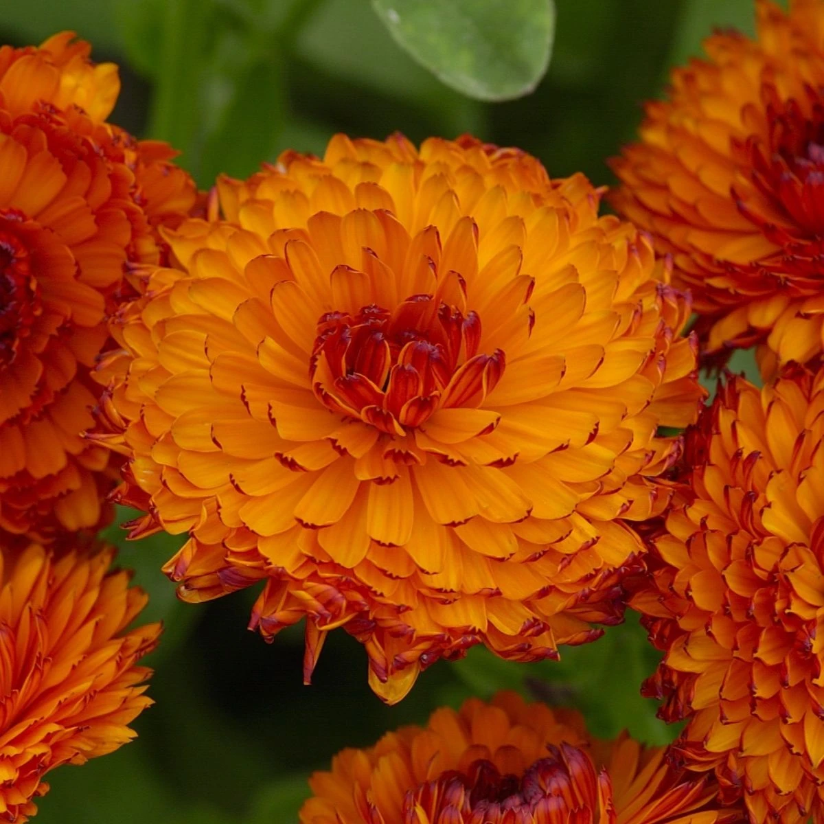 Měsíček lékařský Neon - Calendula officinalis - semena měsíčku - 40 ks