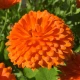 Měsíček lékařský Orange Double - Calendula officinalis - semena měsíčku - 50 ks