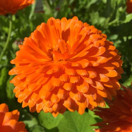 Měsíček lékařský Orange Double - Calendula officinalis - semena měsíčku - 50 ks