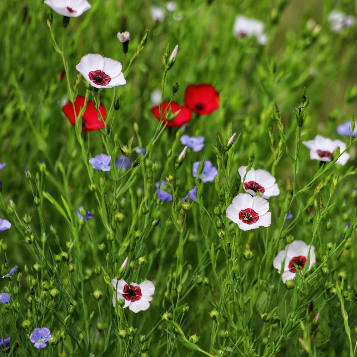 Len velkokvětý směs barev - Linum grandiflorum - semena lnu - 180 ks