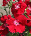 Hvozdík Chiba Red F1 - Dianthus interspecific - semena hvozdíku - 18 ks