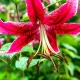 Lilie Miss Feya - Lilium - cibule lilie - 1 ks