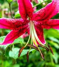 Lilie Miss Feya - Lilium - cibule lilie - 1 ks