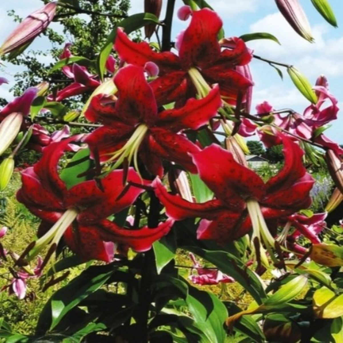 Lilie Miss Feya - Lilium - cibule lilie - 1 ks