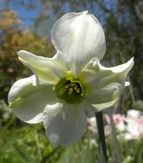 Narcis Sinopel - Narcissus - cibule narcisu - 3 ks