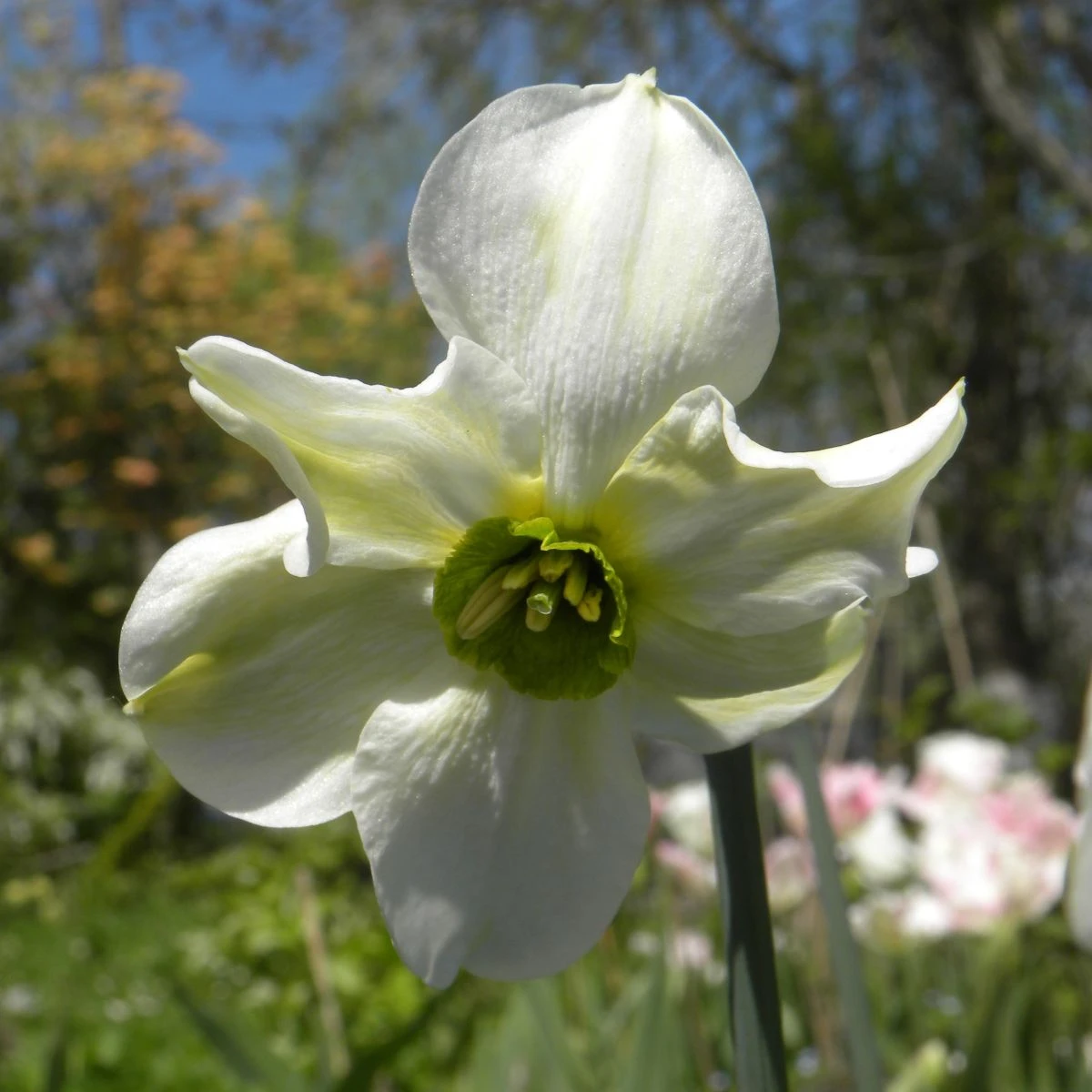 Narcis Sinopel - Narcissus - cibule narcisu - 3 ks