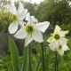 Narcis Sinopel - Narcissus - cibule narcisu - 3 ks