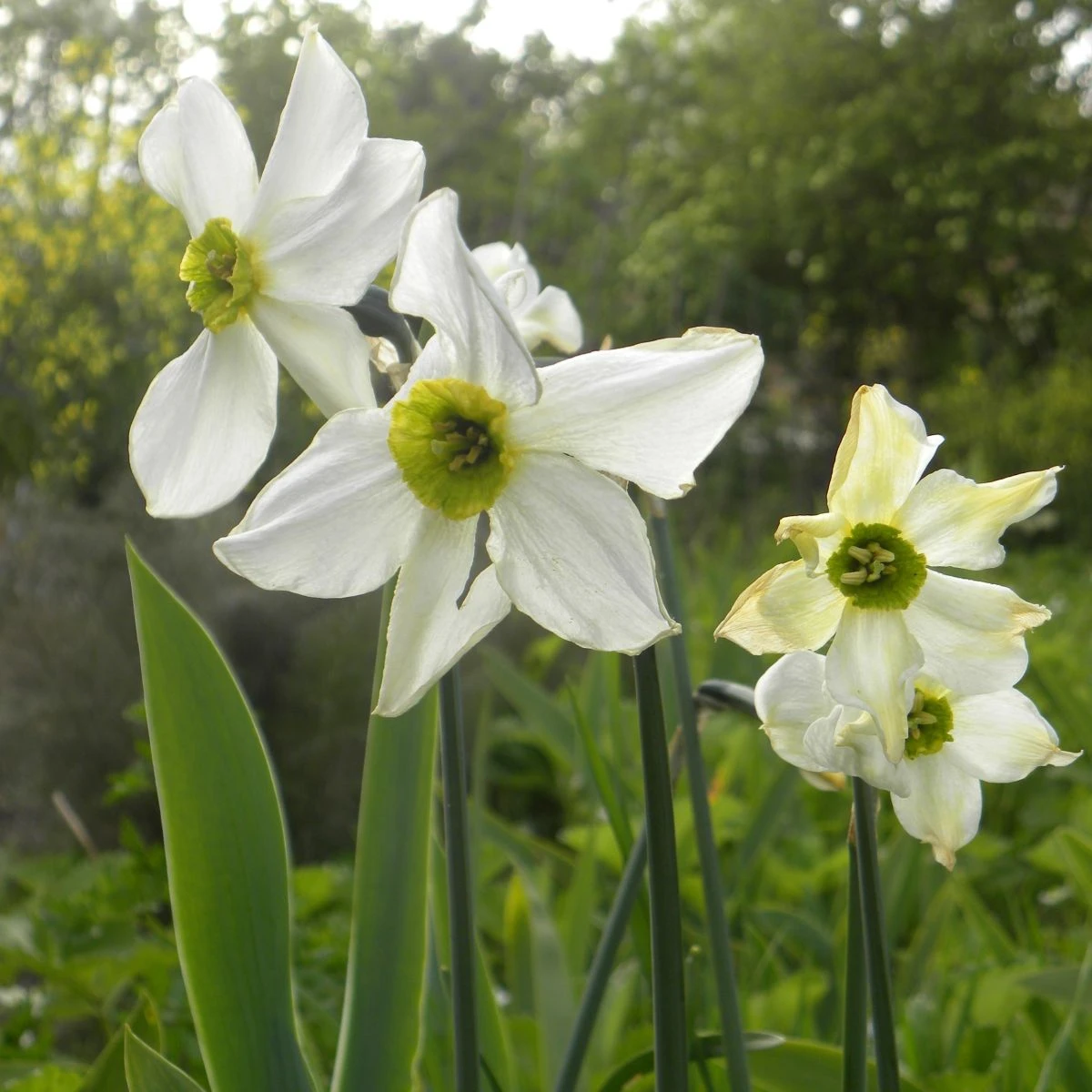 Narcis Sinopel - Narcissus - cibule narcisu - 3 ks