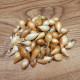 Sazečka Augusta - Allium cepa - cibulky - 250 g