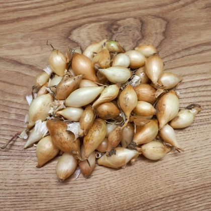Sazečka Augusta - Allium cepa - cibulky - 250 g
