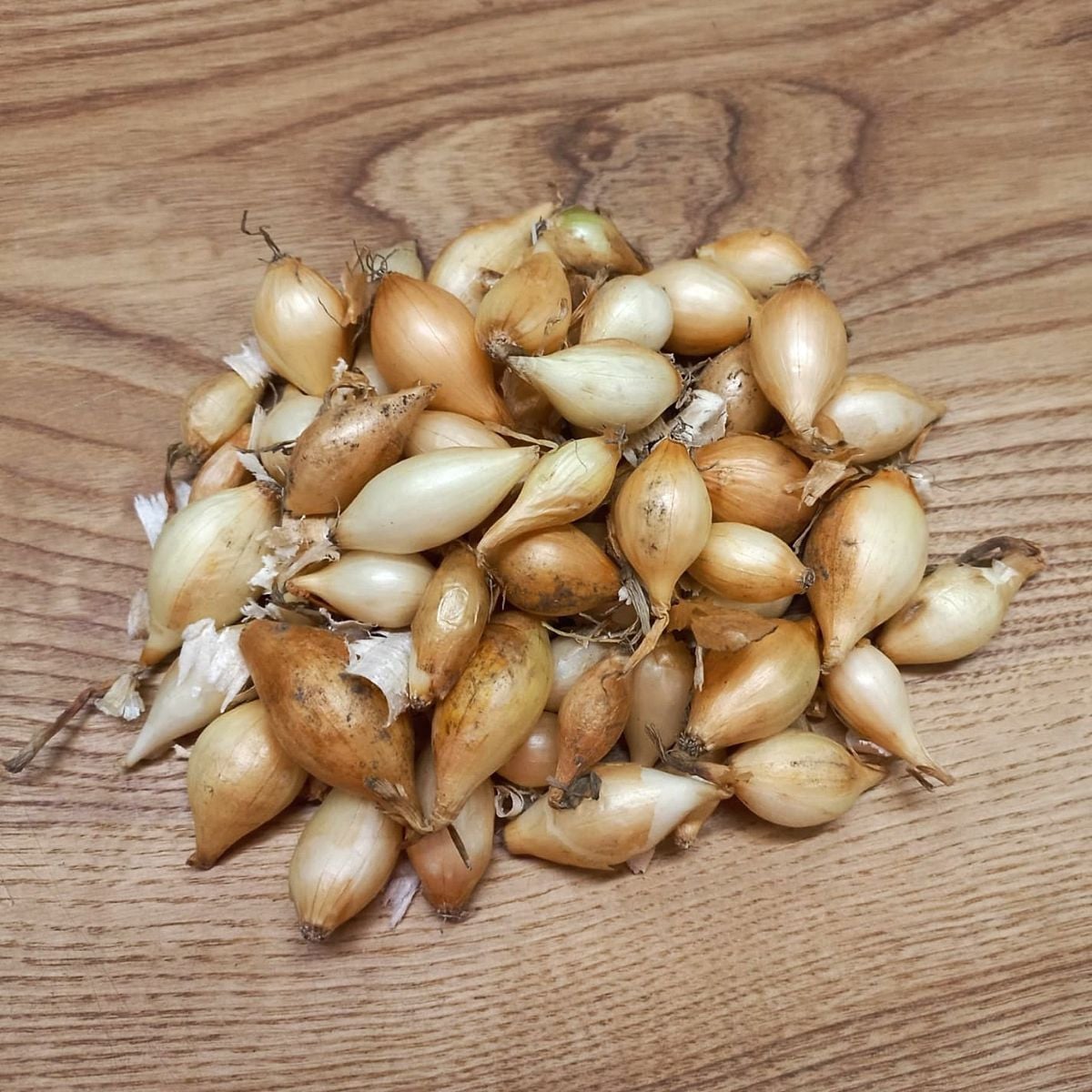 Sazečka Augusta - Allium cepa - cibulky - 250 g