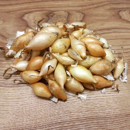Sazečka Winteria - Allium cepa - cibulky - 250 g