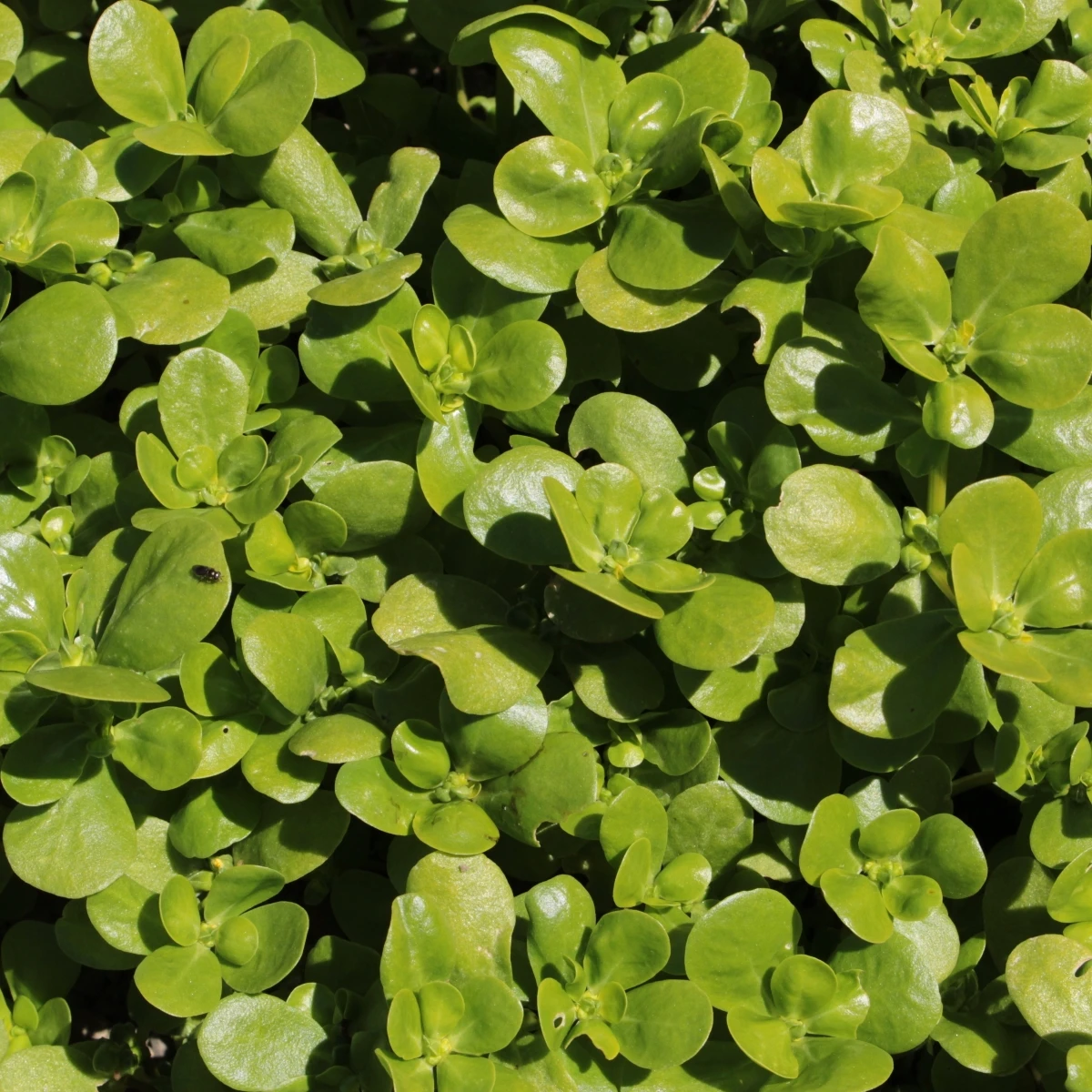 Šrucha zelná - Portulaca oleracea sativa - semena šruchy - 200 ks