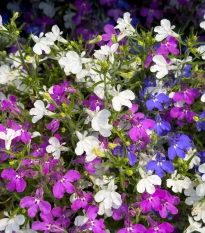 Lobelka převislá Color Cascade - Lobelia erinus pendula - semena lobelky - 500 ks