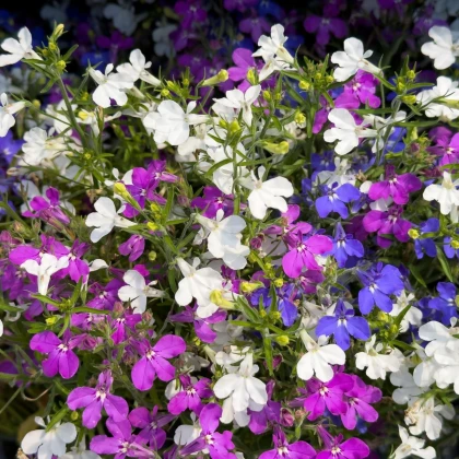 Lobelka převislá Color Cascade - Lobelia erinus pendula - semena lobelky - 500 ks