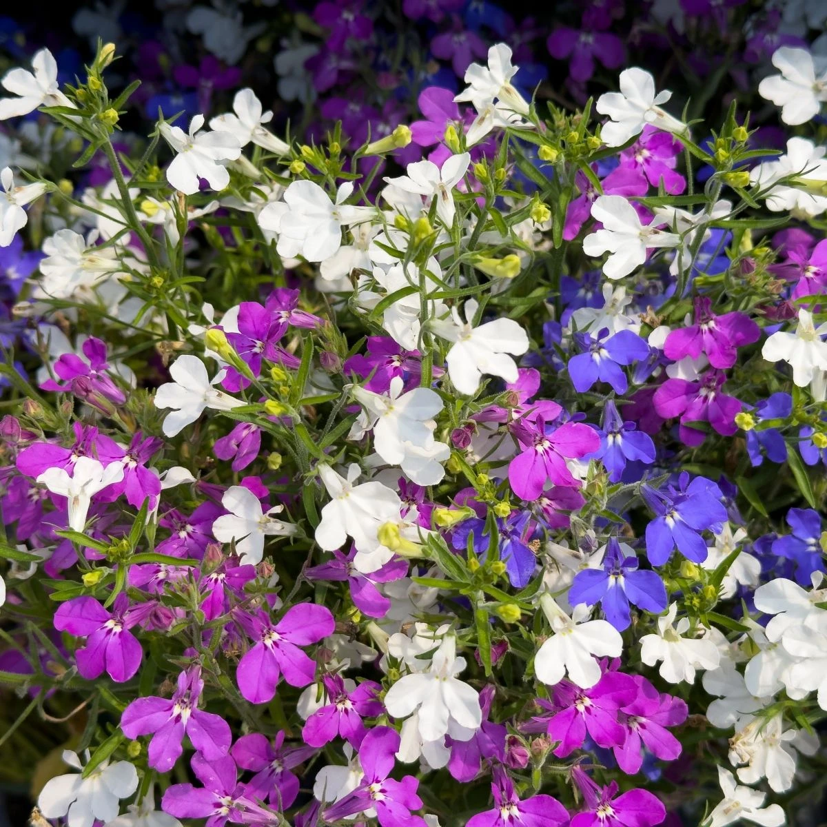 Lobelka převislá Color Cascade - Lobelia erinus pendula - semena lobelky - 500 ks