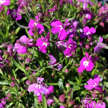 Lobelka nízká Riviera Rose - Lobelia erinus - semena lobelky - 500 ks