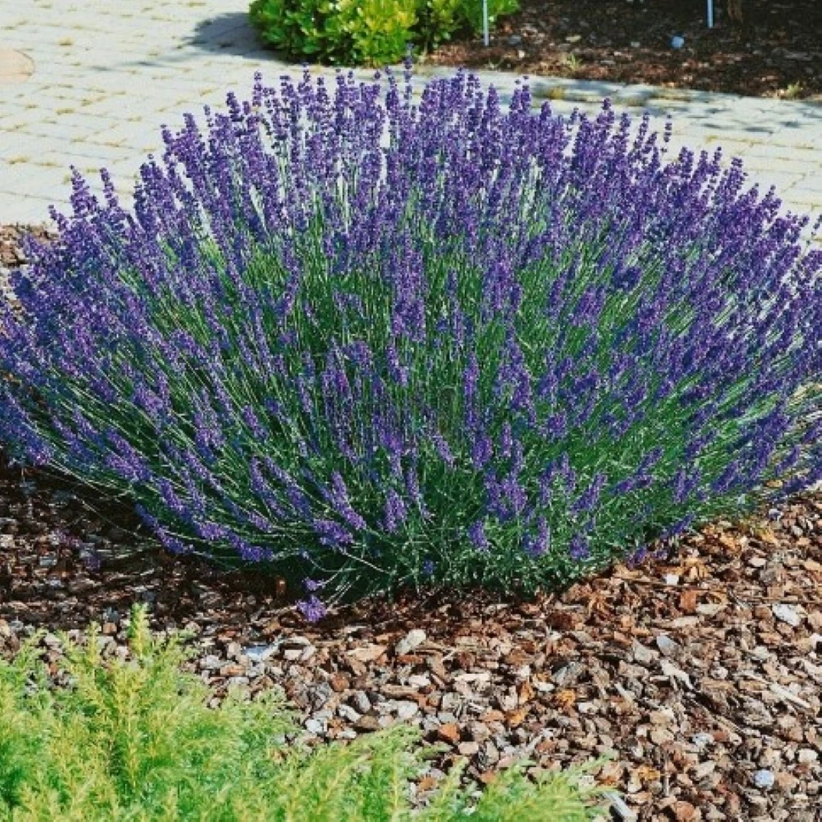 Levandule lékařská Provence Blue - Lavandula angustifolia - semena levandule - 15 ks
