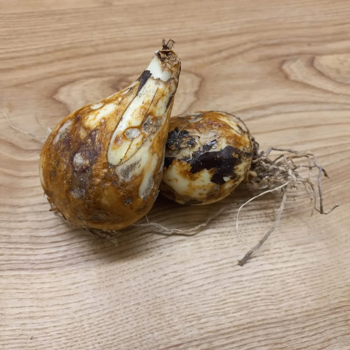 Ladoník modrý - Camassia - cibule ladoníku - 2 ks