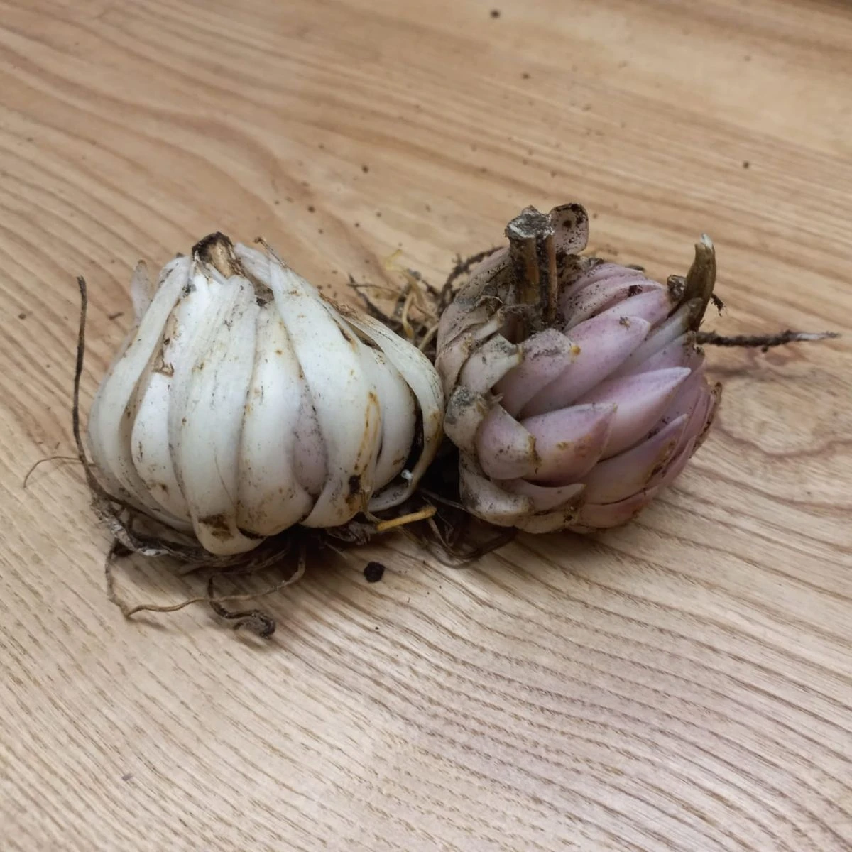 Lilie bělostná - Lilium candidum - cibule lilie - 1 ks