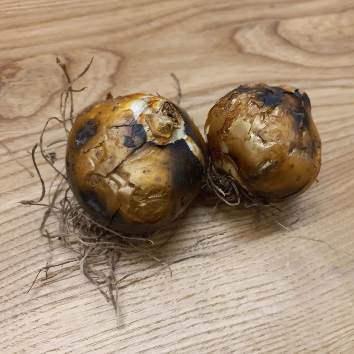 Ladoník bílý - Camassia alba - cibule ladoníku - 2 ks