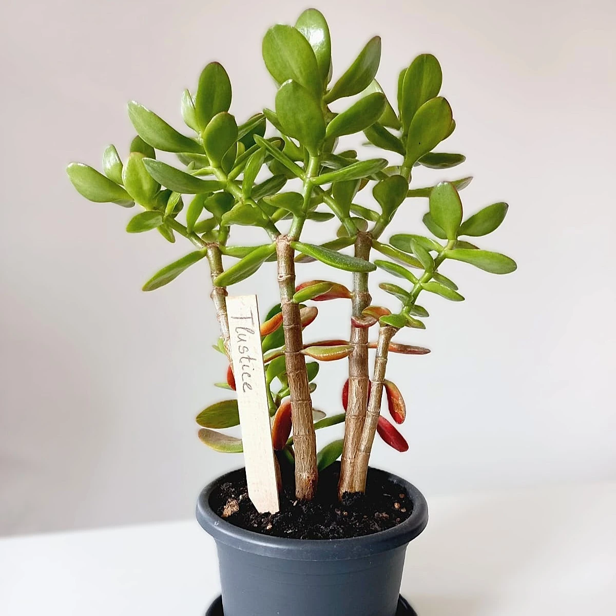 Zápich pro označení sazenic - dřevěné pomůcky - 1 ks