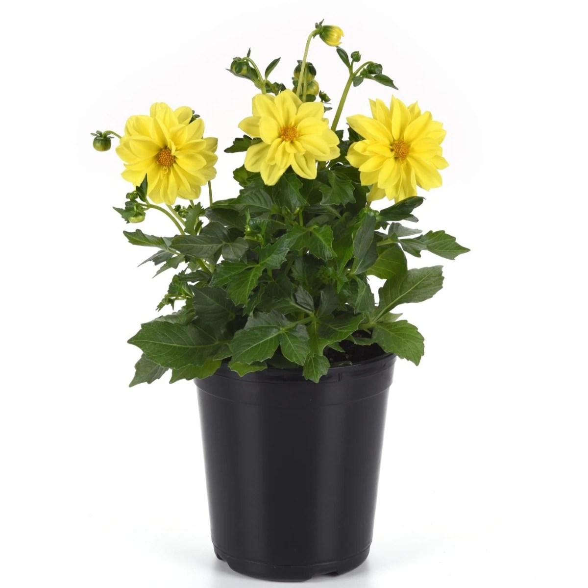 Jiřinka proměnlivá Figaro Yellow Shades - Dahlia variabilis - semena jiřinky - 20 ks