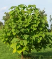 Paulovnie Shan Tong – Paulownia Shantong hybrid – semena paulovnie - 15 ks