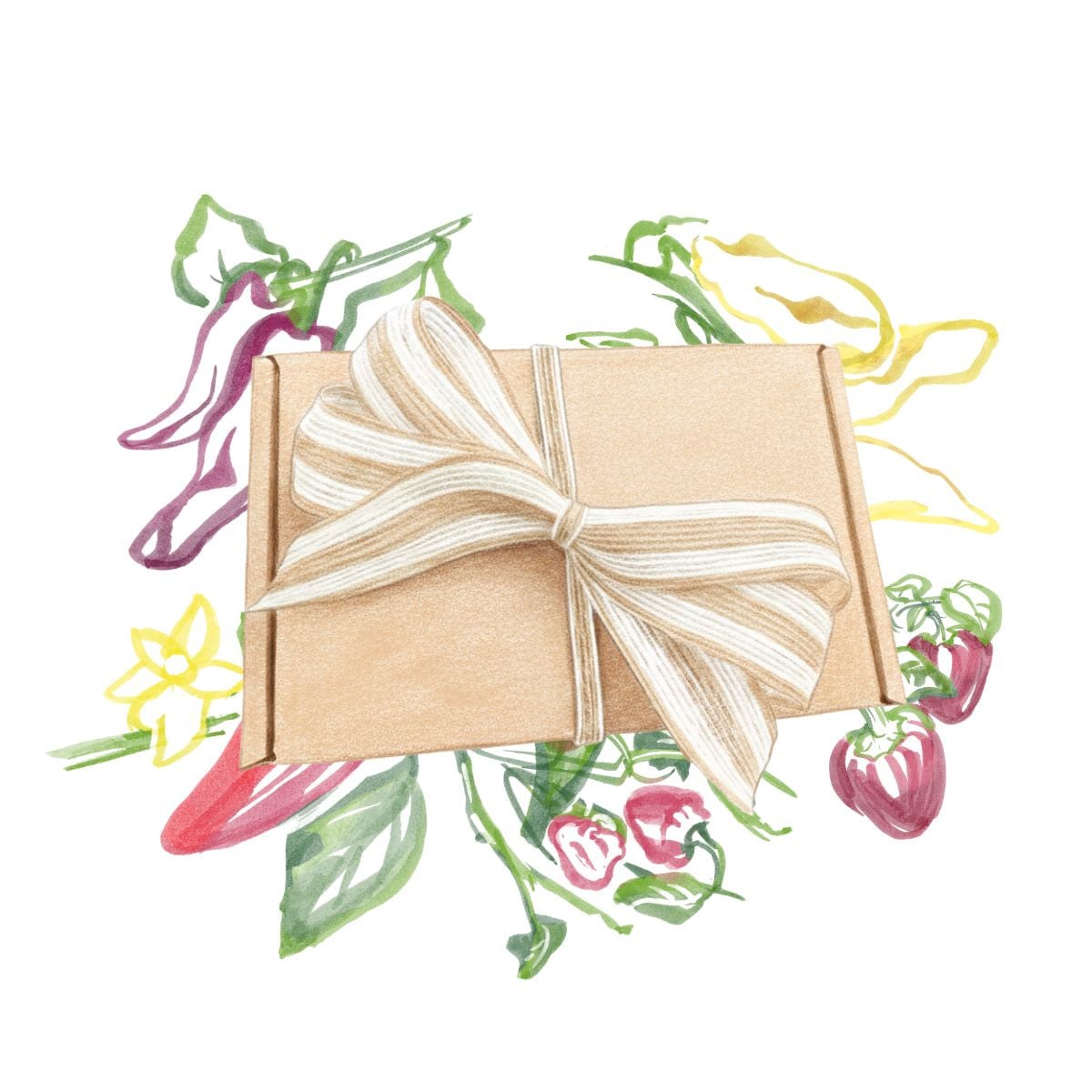 Dárkový balíček semen chilli - sada semínek