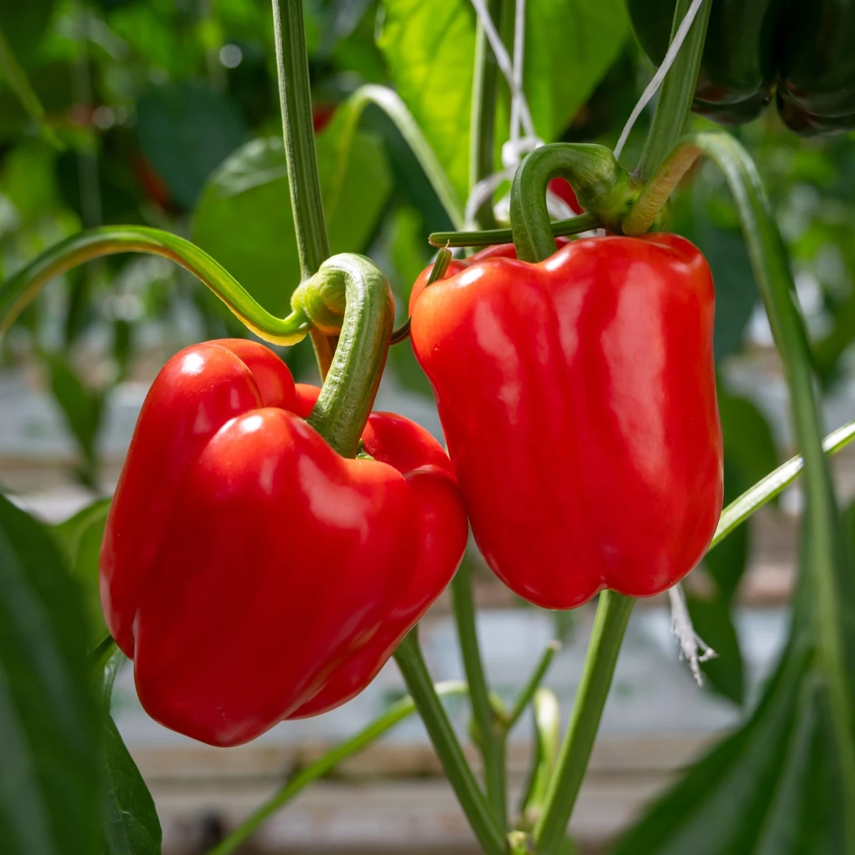 BIO Paprika Quadrato d Asti Rosso - Capsicum annuum - semena papriky - 8 ks