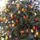 Bio Chilli Lila Luzi - Capsicum frutescens - bio semena chilli - 8 ks