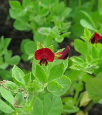 Bio Ledenec nachový - šparglový hrách - Lotus tetragonolobus  - semena ledence - 20 ks