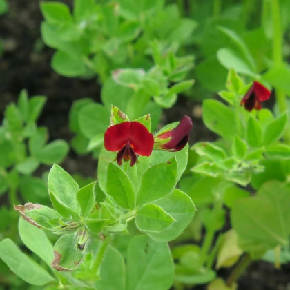 Bio Ledenec nachový - šparglový hrách - Lotus tetragonolobus  - semena ledence - 20 ks