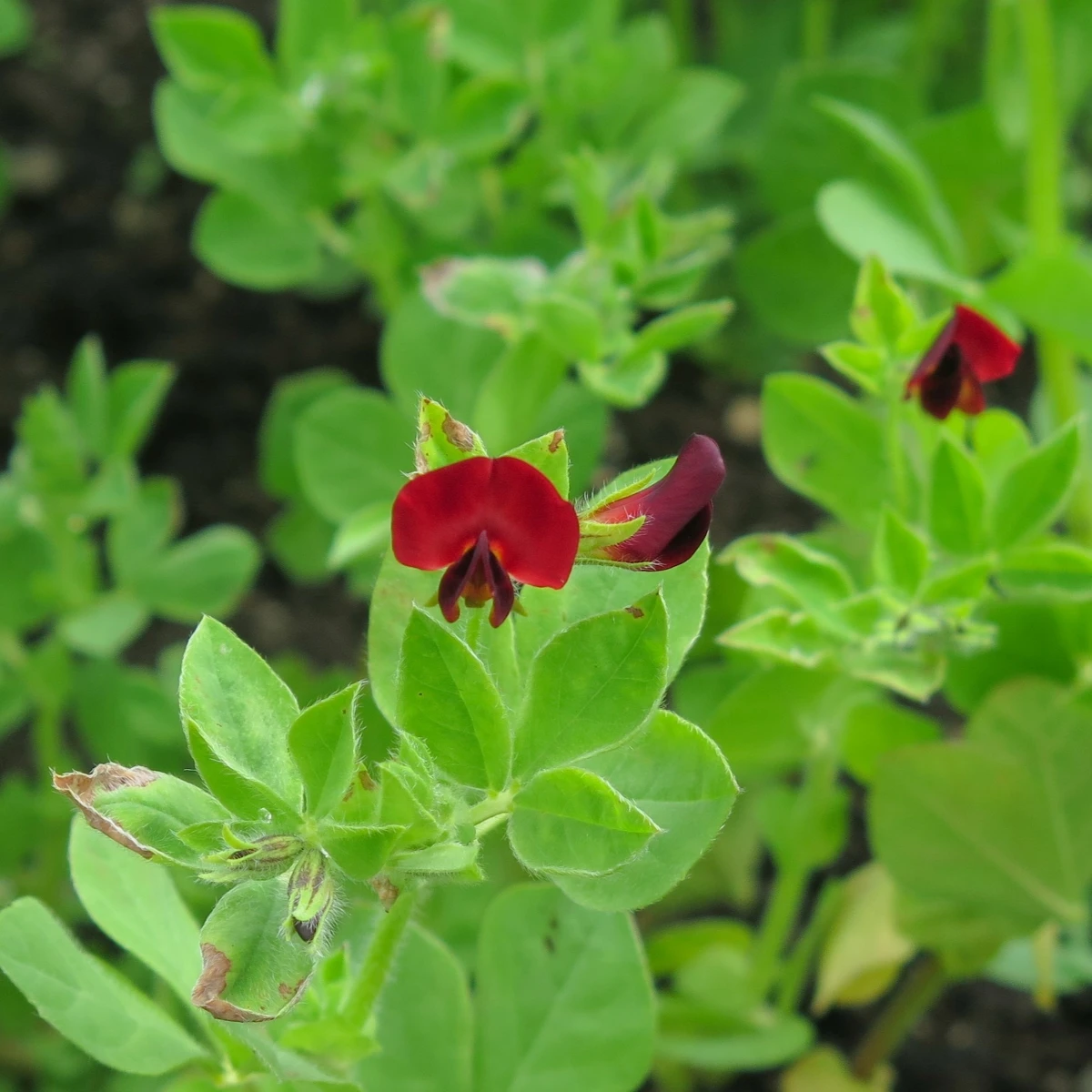 Bio Ledenec nachový - šparglový hrách - Lotus tetragonolobus  - semena ledence - 20 ks