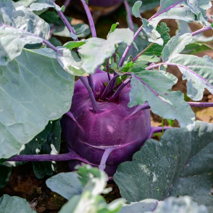 BIO Kedluben Dyna - Brassica oleracea var. gongylodes - bio semena kedlubnu - 50 ks