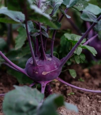 BIO Kedluben Blaro - Brassica oleracea var. gongylodes - bio semena kedlubnu - 50 ks