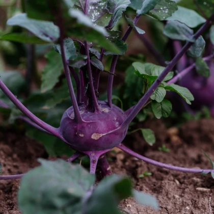 BIO Kedluben Blaro - Brassica oleracea var. gongylodes - bio semena kedlubnu - 50 ks