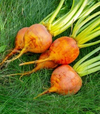 BIO Řepa červená Burpees Golden - Beta vulgaris conditiva - bio semena řepy - 50 ks